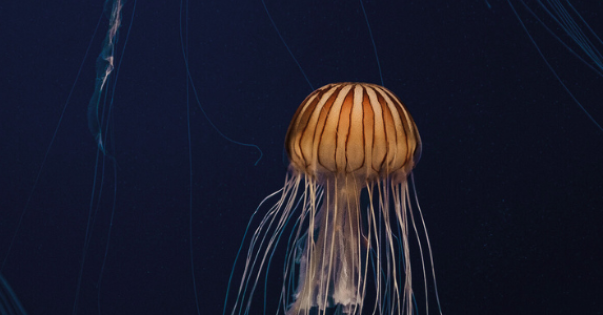 Boldest_Domain_Knowledge